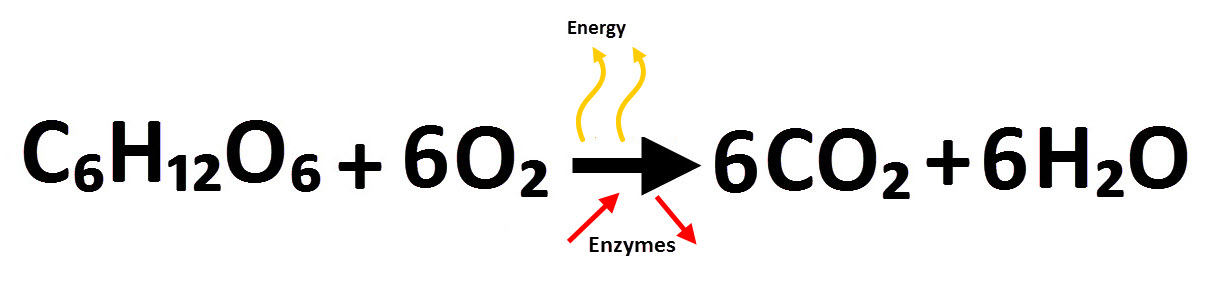 Respiration equation